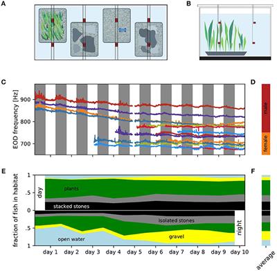 Dominance in Habitat Preference and Diurnal Explorative Behavior of the Weakly Electric Fish Apteronotus leptorhynchus